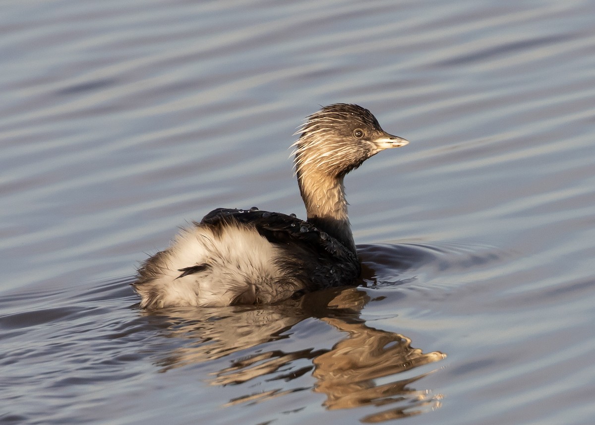 sølvhodedykker - ML644697541