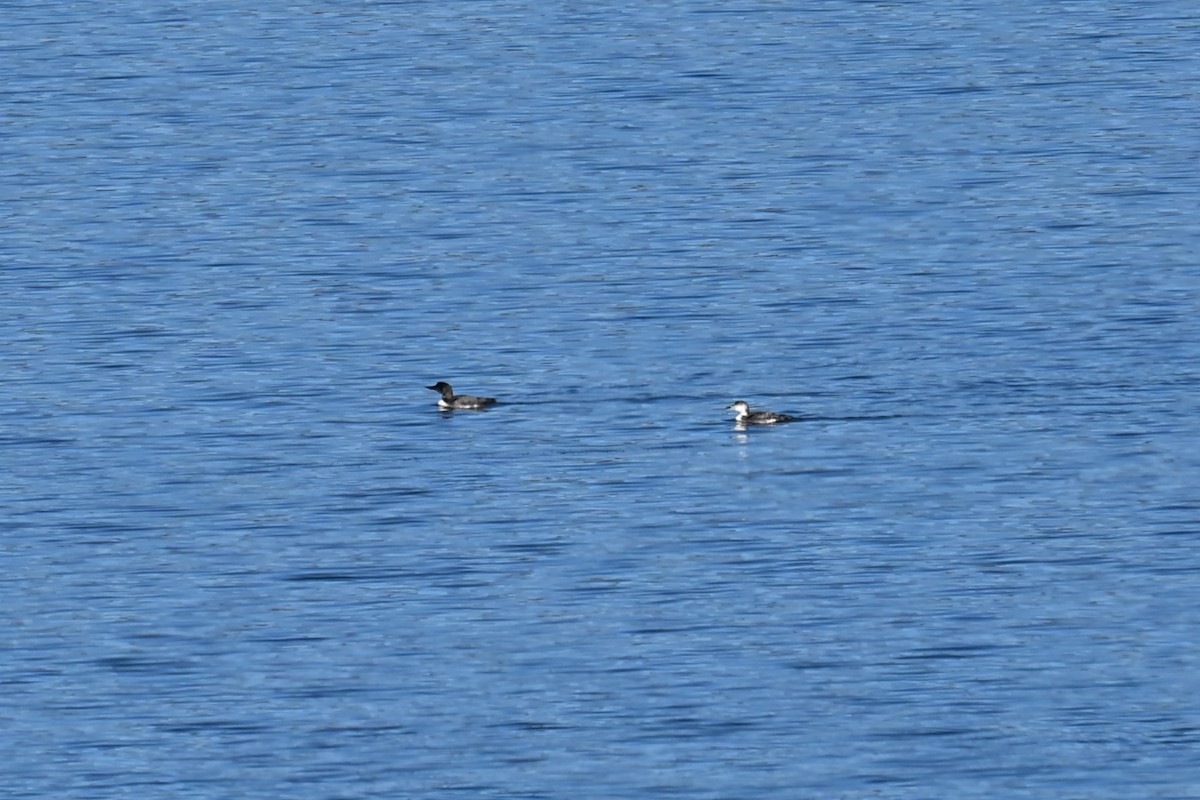 Common Loon - ML644697542