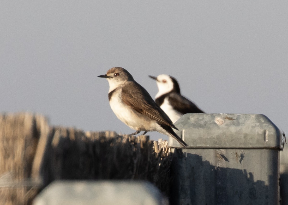 Цокалка білолоба - ML644697545