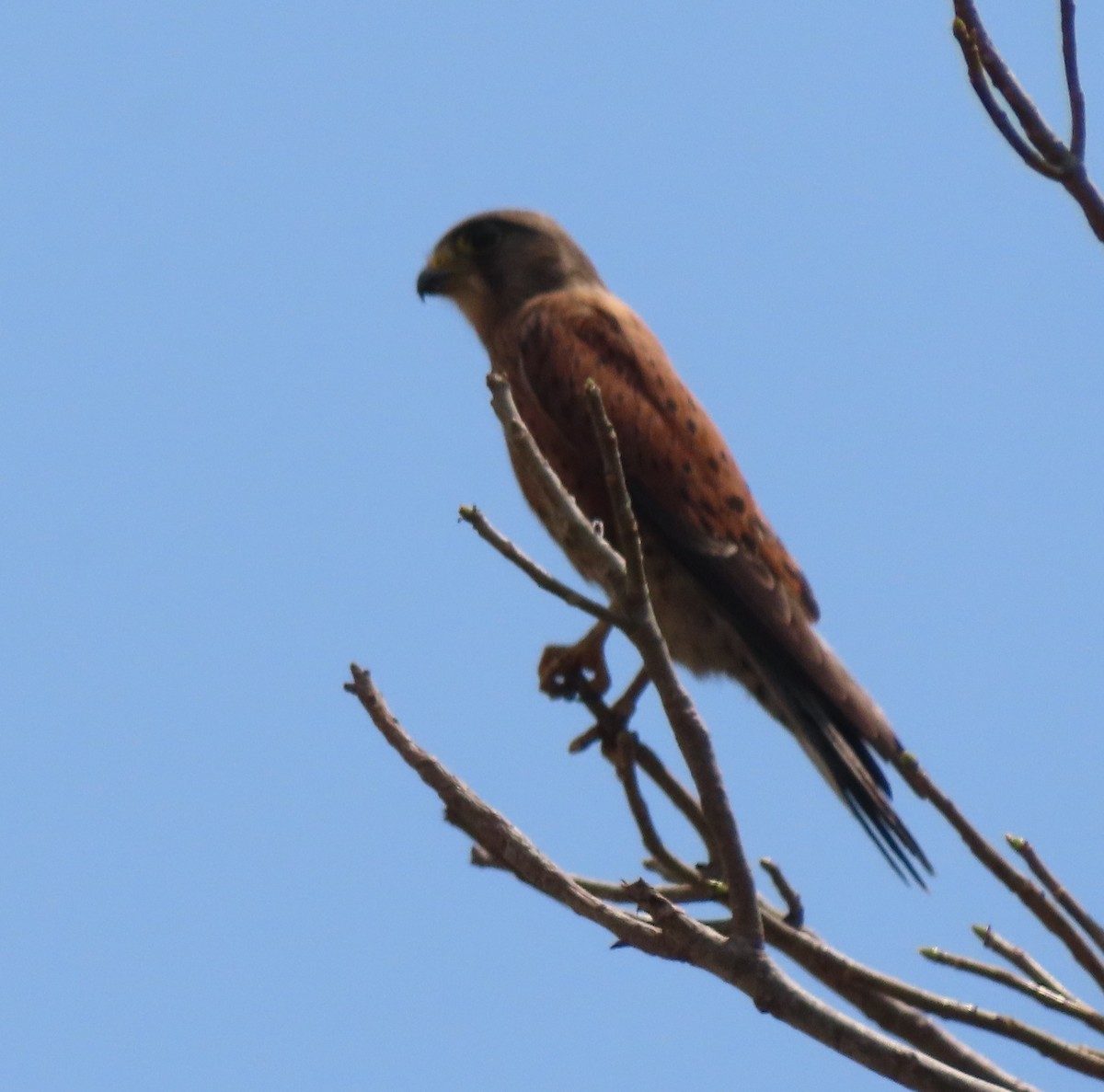 Malagasy Kestrel - ML644697546