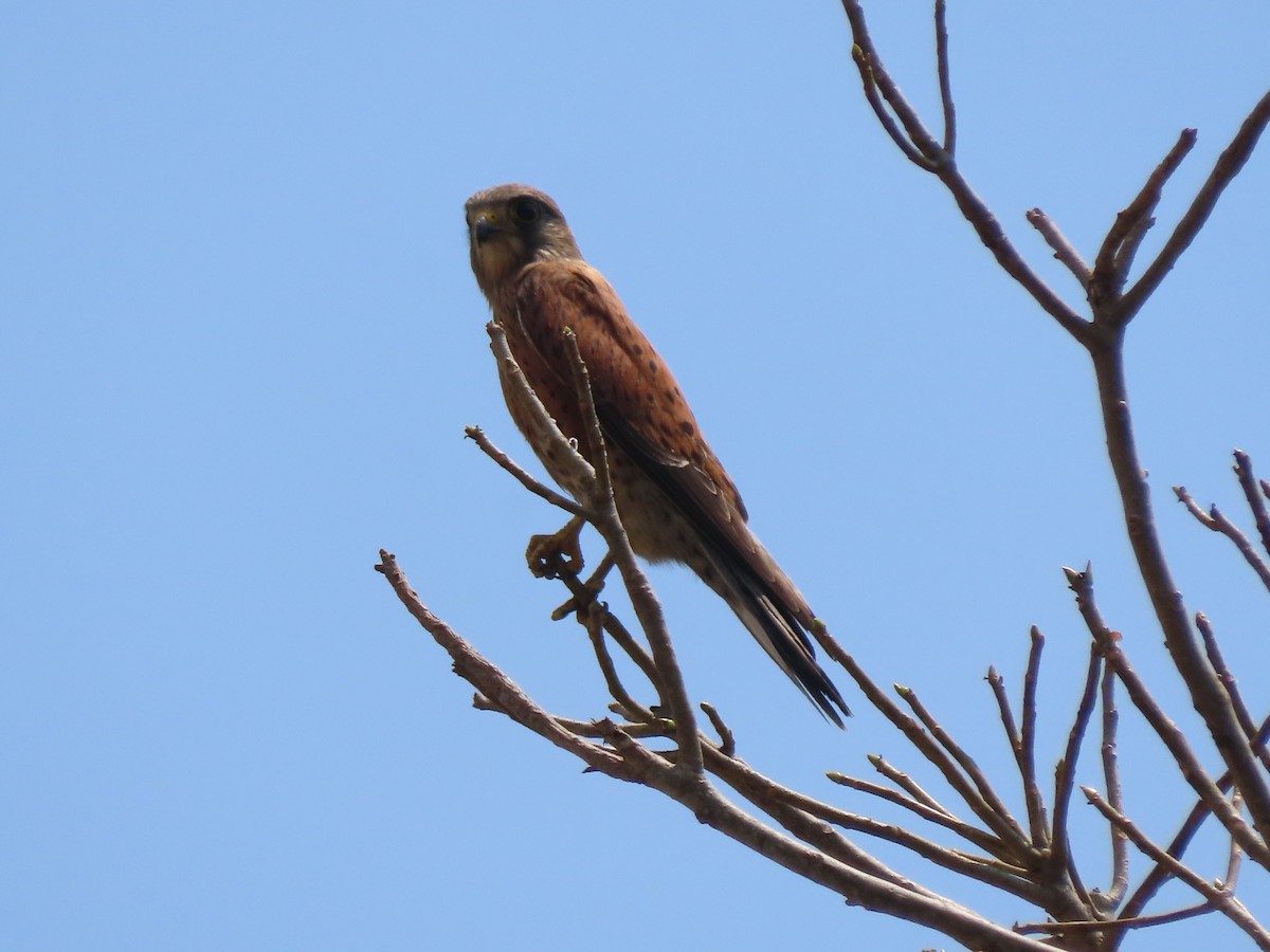 Malagasy Kestrel - ML644697550