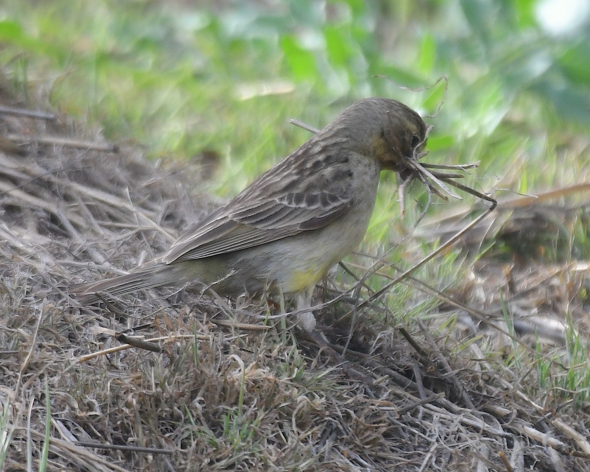 Kurzschnabel-Gilbtangare - ML644697554