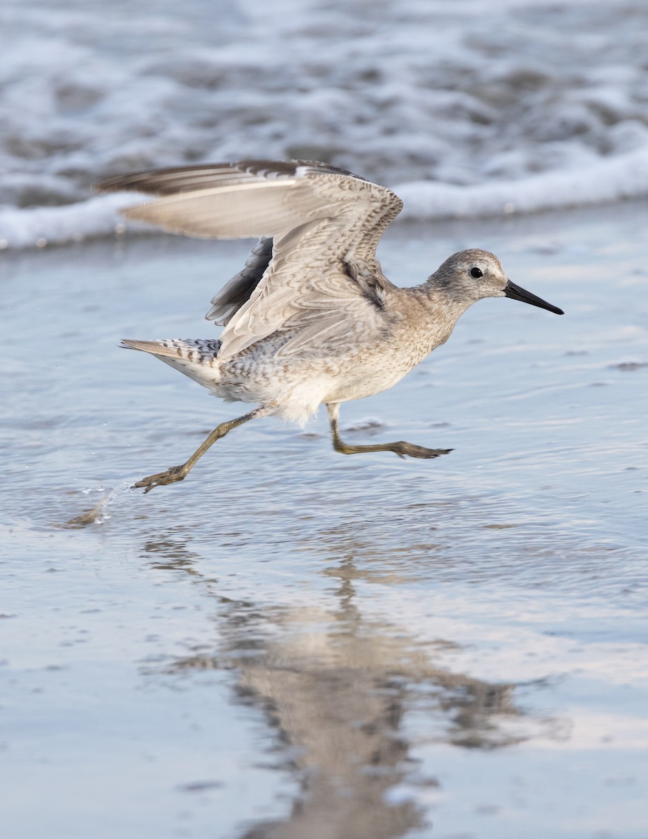 Red Knot - ML644697555