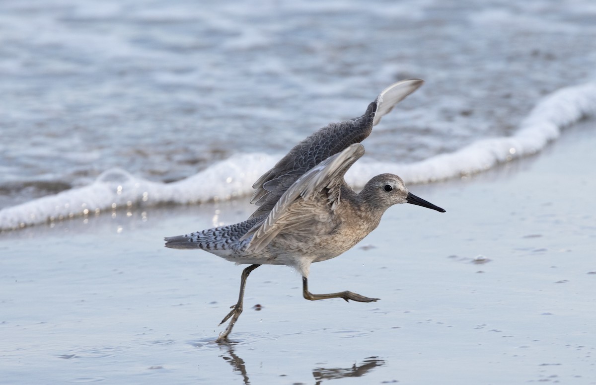 Red Knot - ML644697556