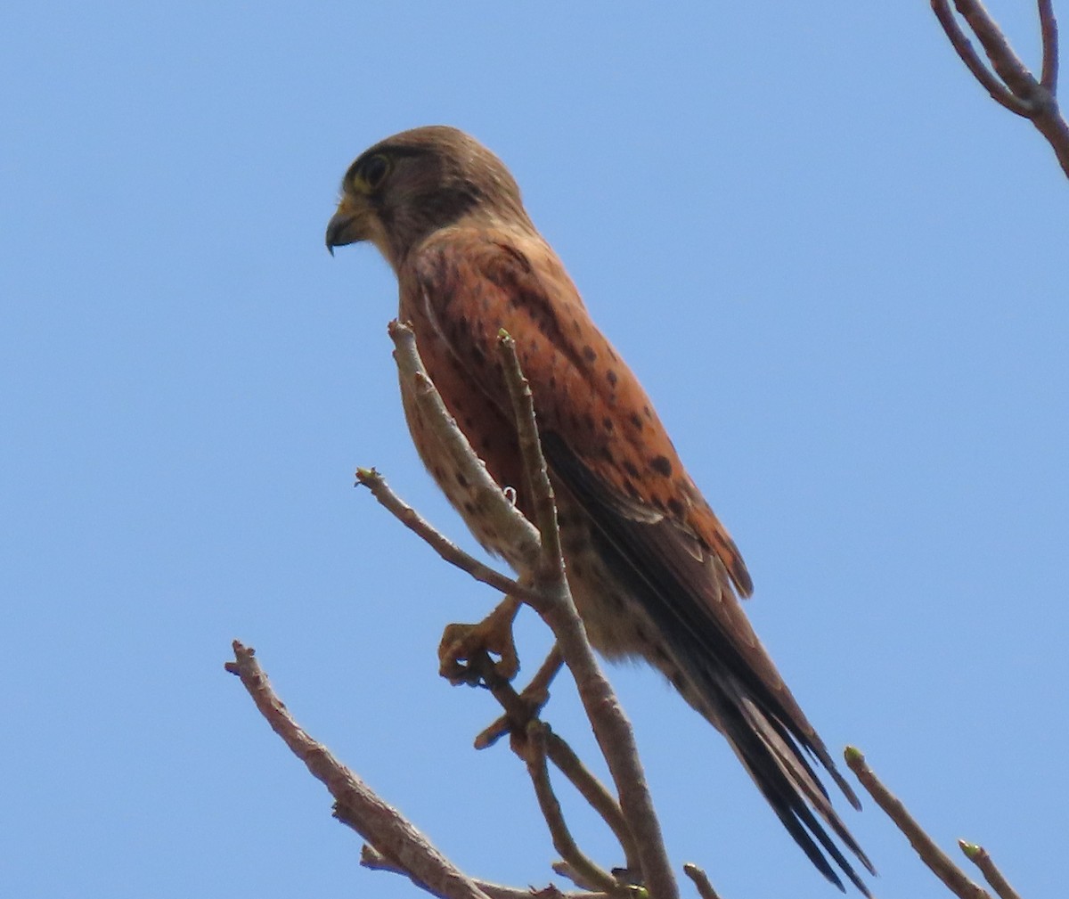 Malagasy Kestrel - ML644697564