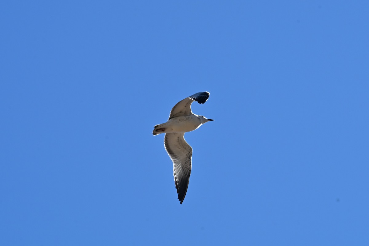 gull sp. - ML644697567