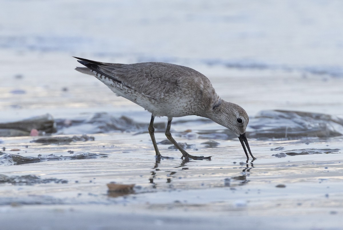 Red Knot - ML644697568