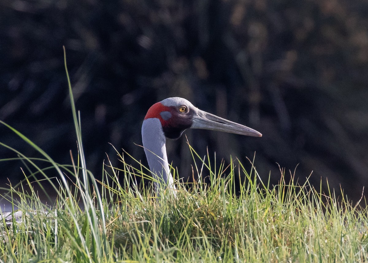 Brolga - ML644697569