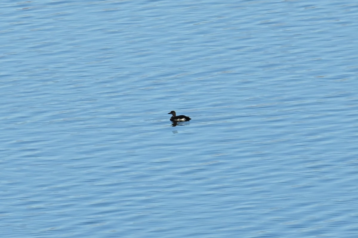 Common Loon - ML644697581