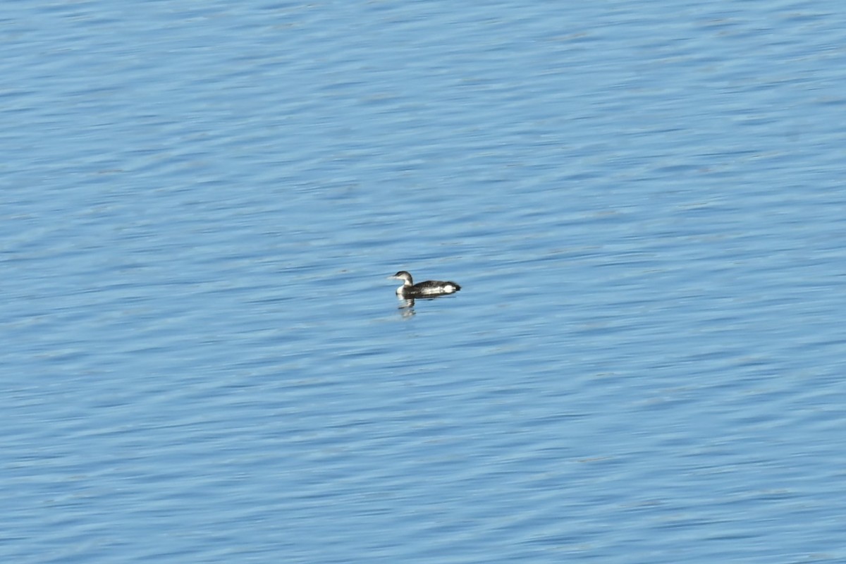 Common Loon - ML644697583