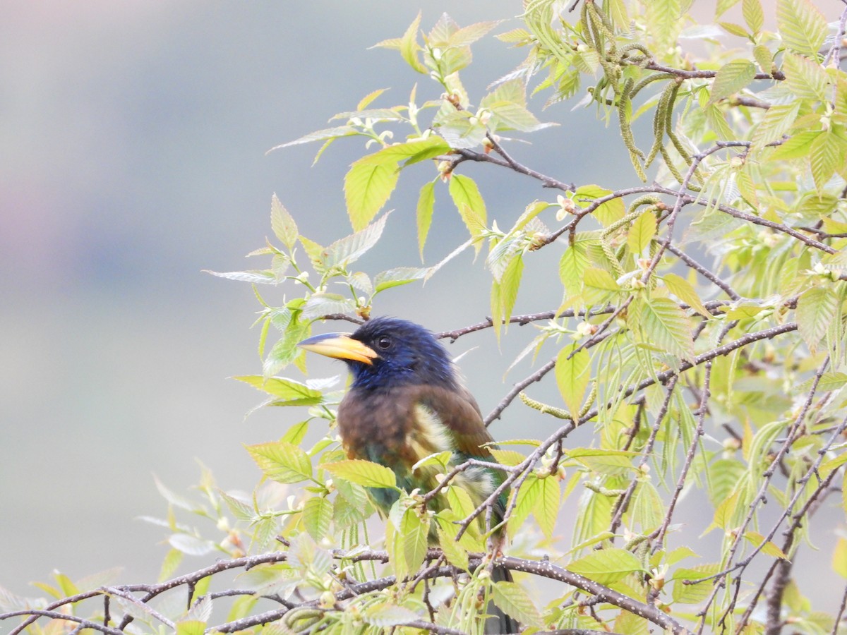 Great Barbet - ML644697584