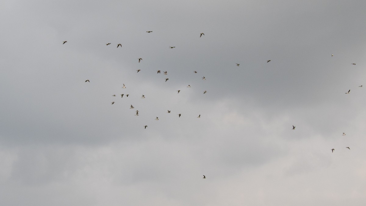 タカブシギ - ML644697589