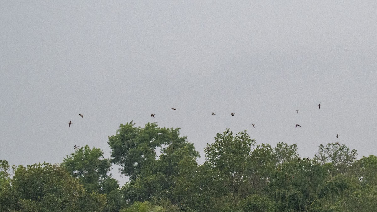 タカブシギ - ML644697590