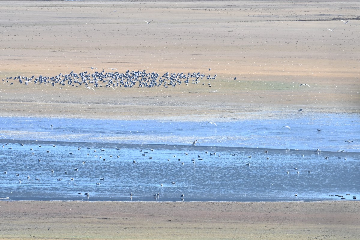 gull sp. - ML644697606