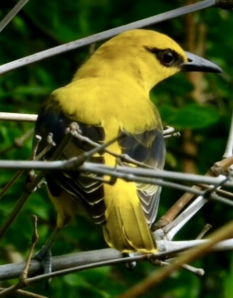 Indian Golden Oriole - ML644697609