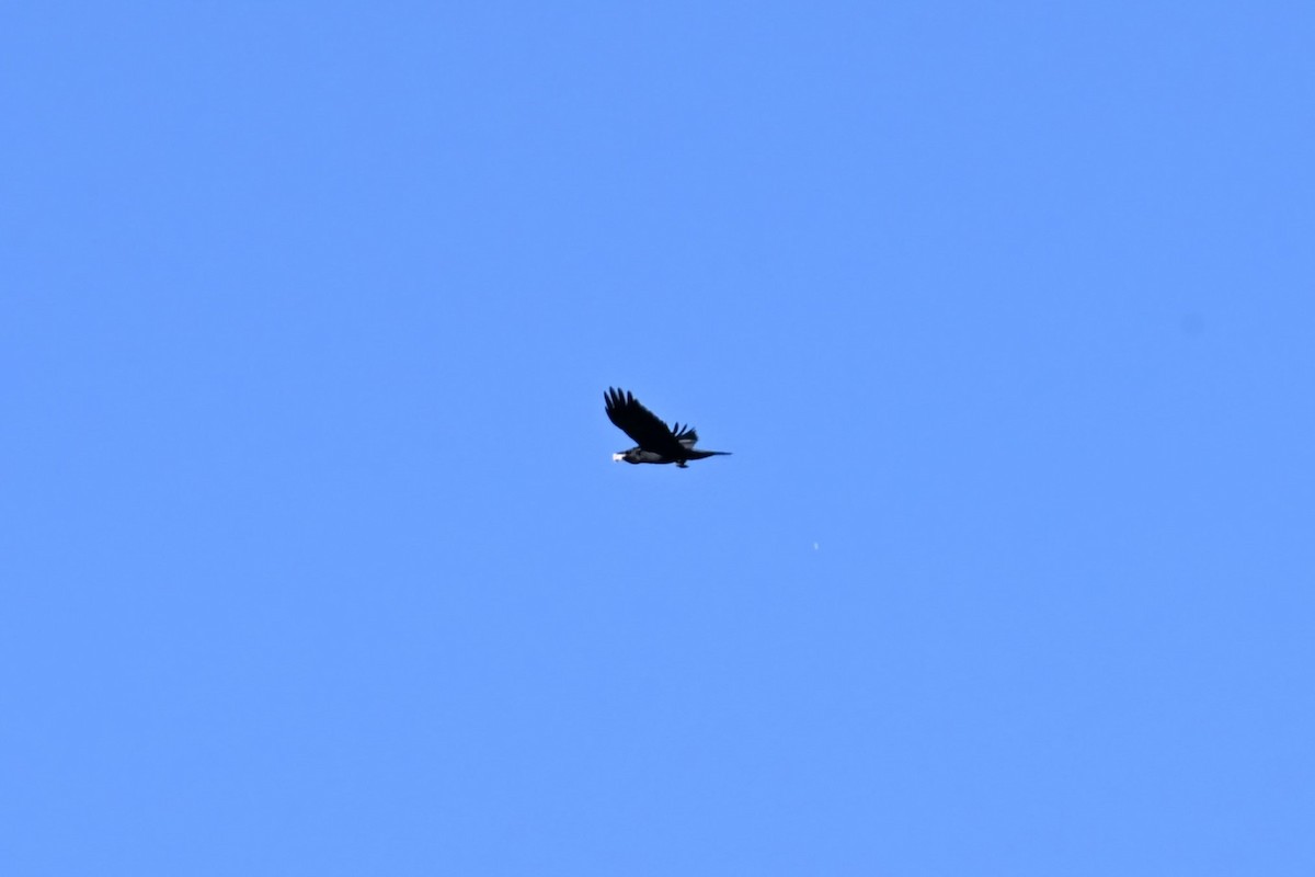 Common Raven - ML644697611