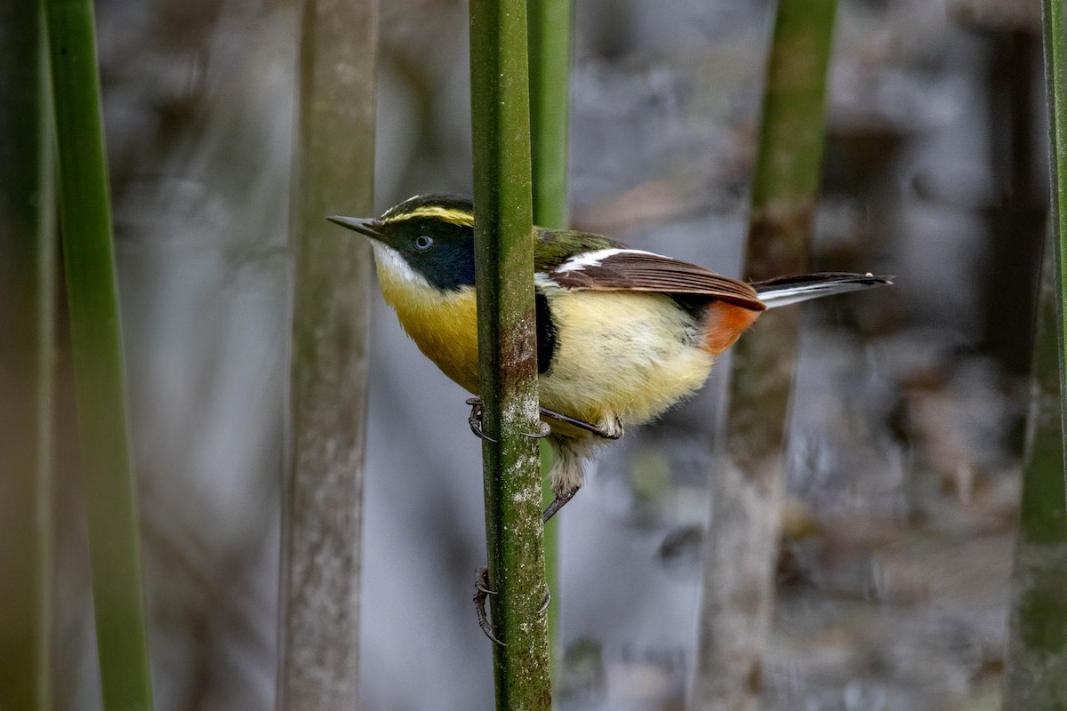 Many-colored Rush Tyrant - ML644697613