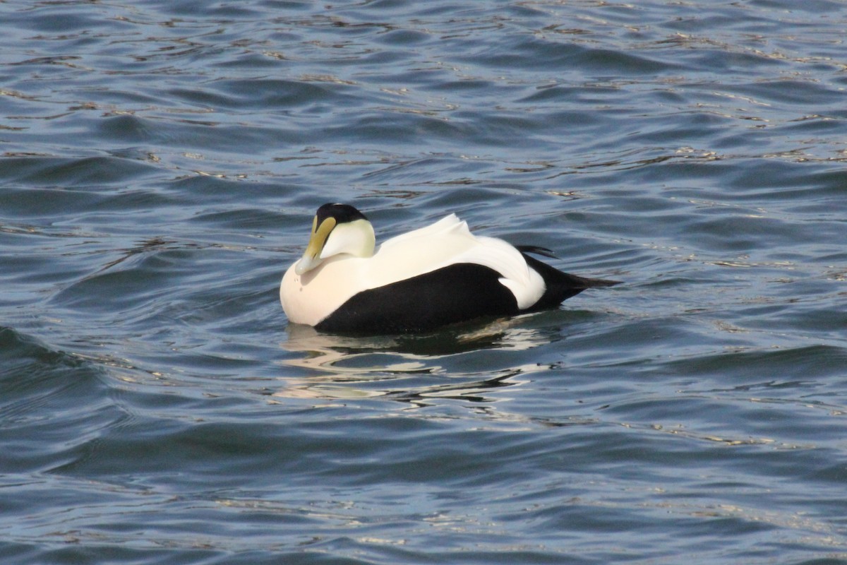 Edredone - ML644697617