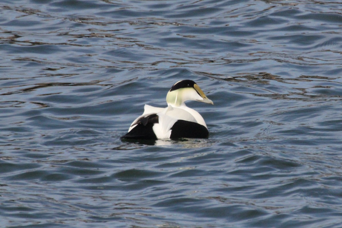 Edredone - ML644697618