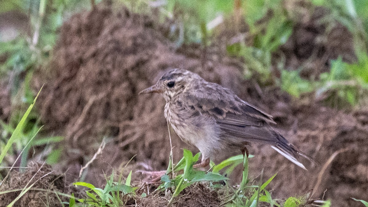 Paddyfield Pipit - ML644697621