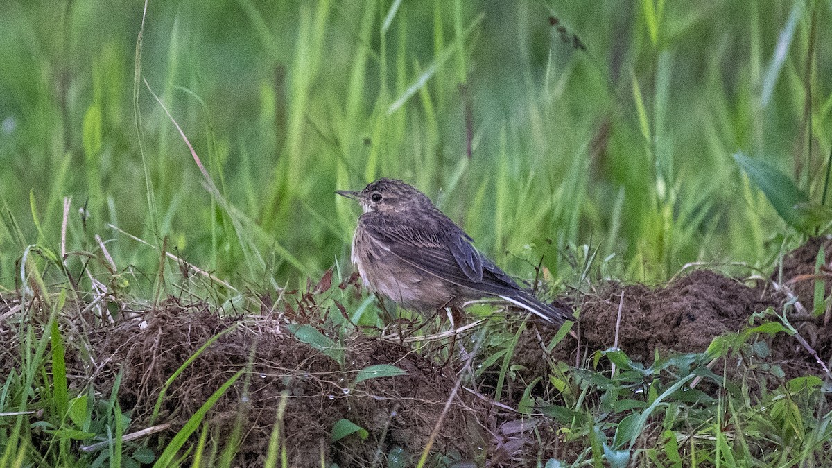 Paddyfield Pipit - ML644697622