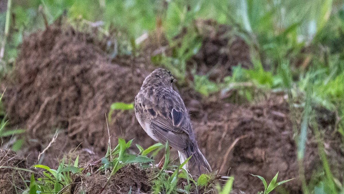 Paddyfield Pipit - ML644697623