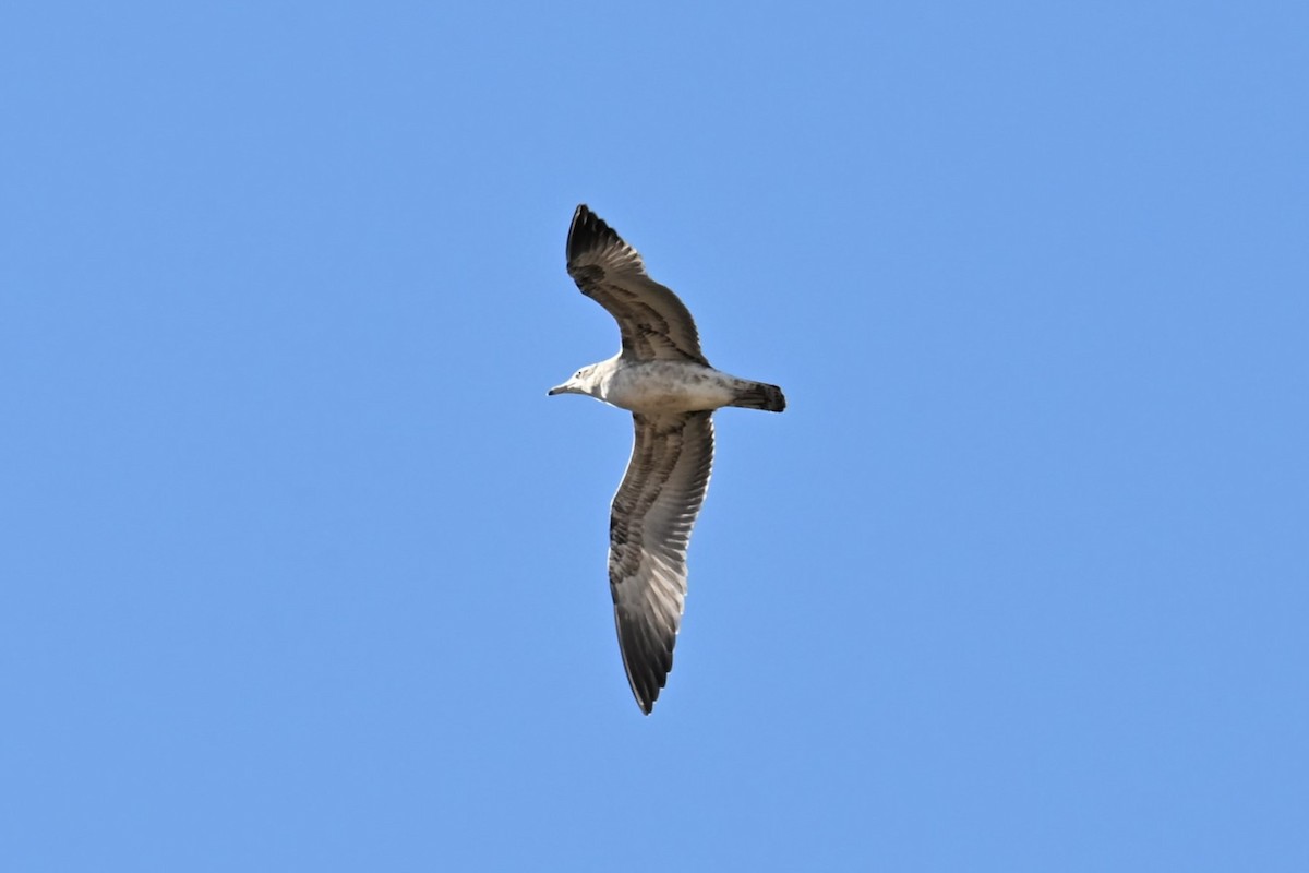 California Gull - ML644697624