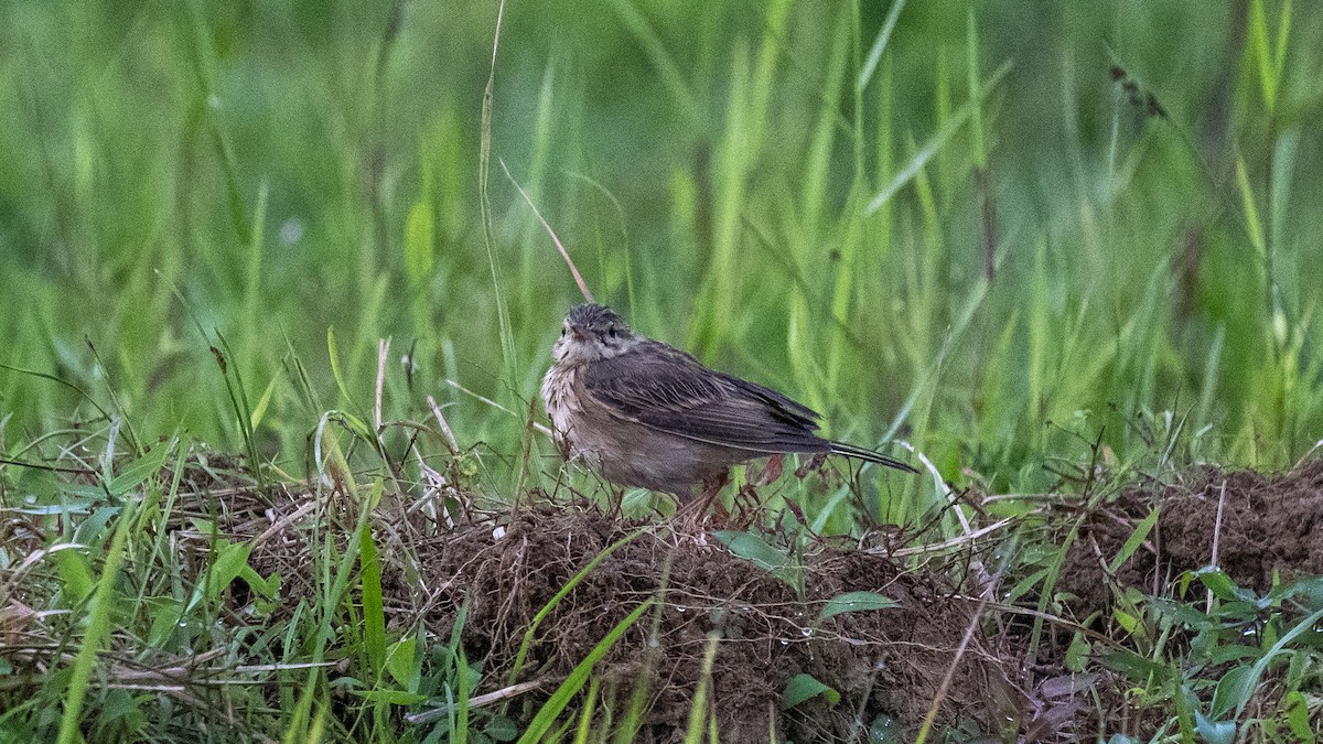 Paddyfield Pipit - ML644697625