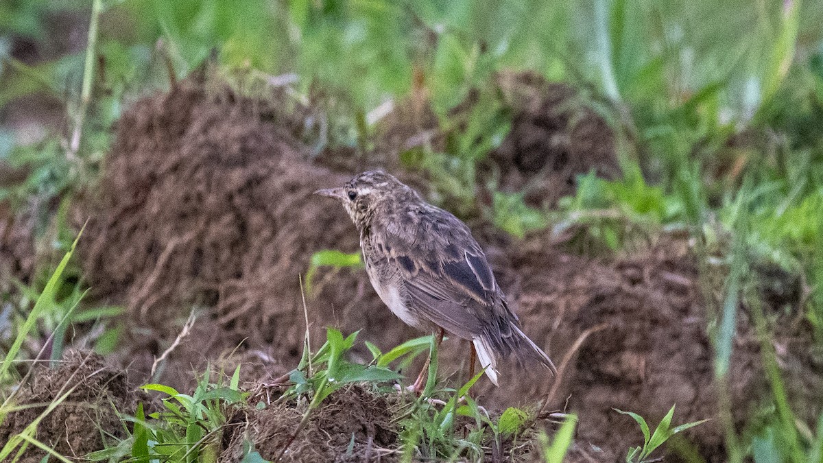 Paddyfield Pipit - ML644697626