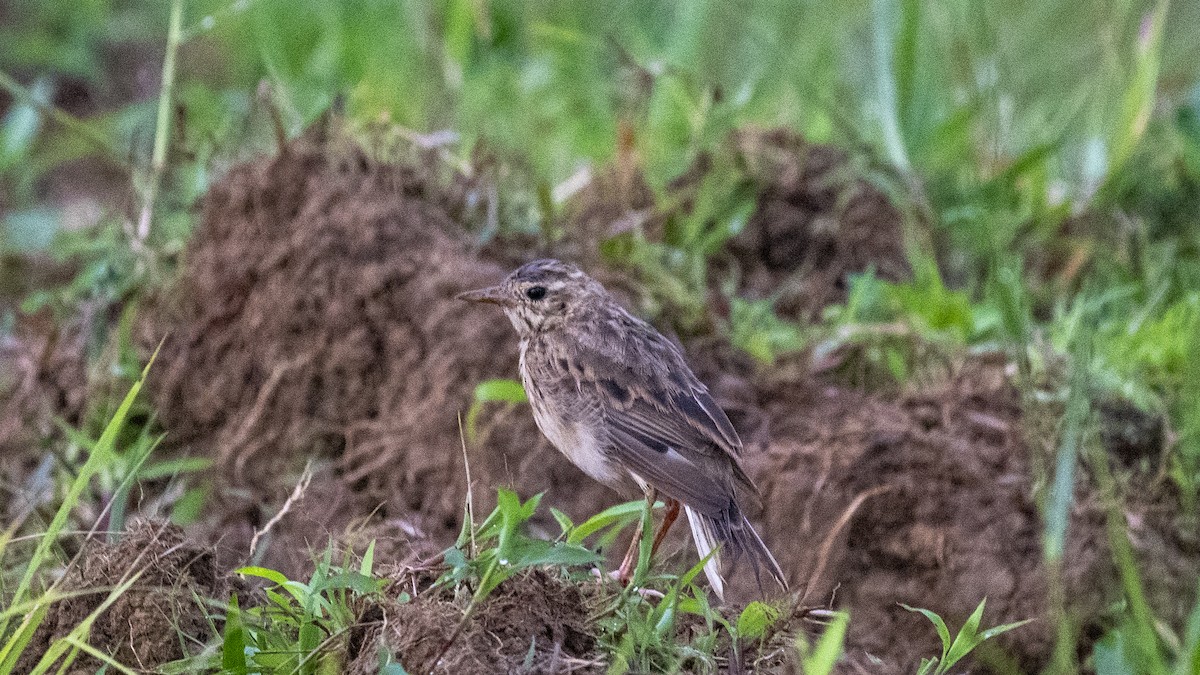 Paddyfield Pipit - ML644697627