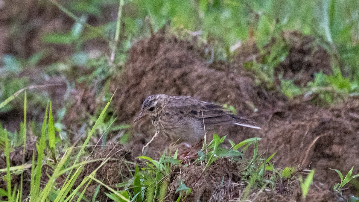 Paddyfield Pipit - ML644697628