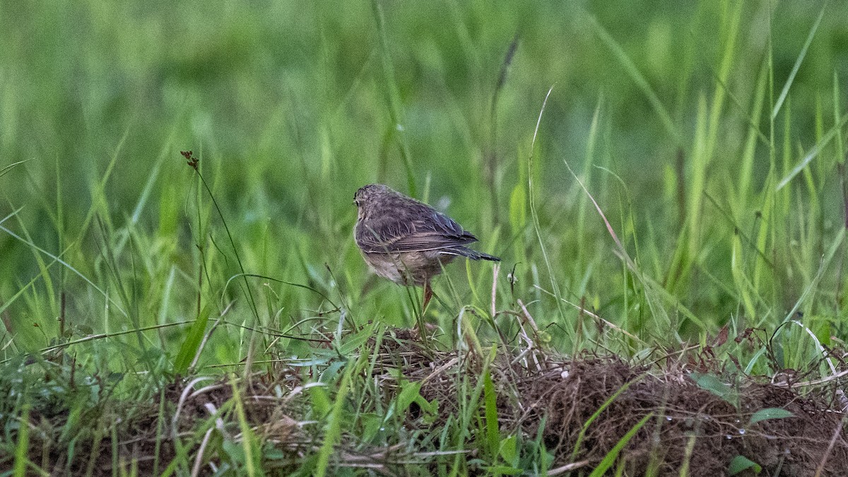 Paddyfield Pipit - ML644697629