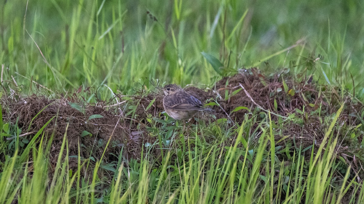 Paddyfield Pipit - ML644697630