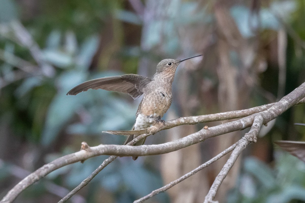 kolibřík velký - ML644697631