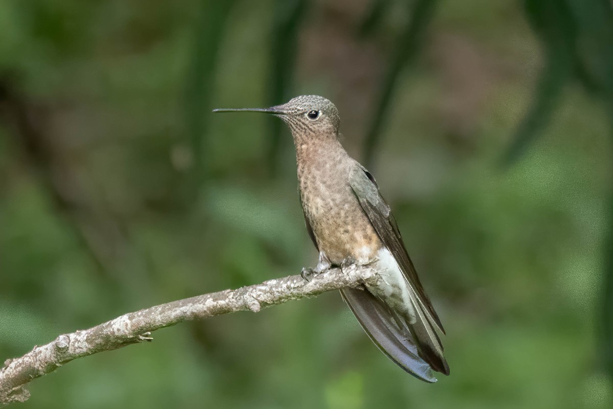 kolibřík velký - ML644697632