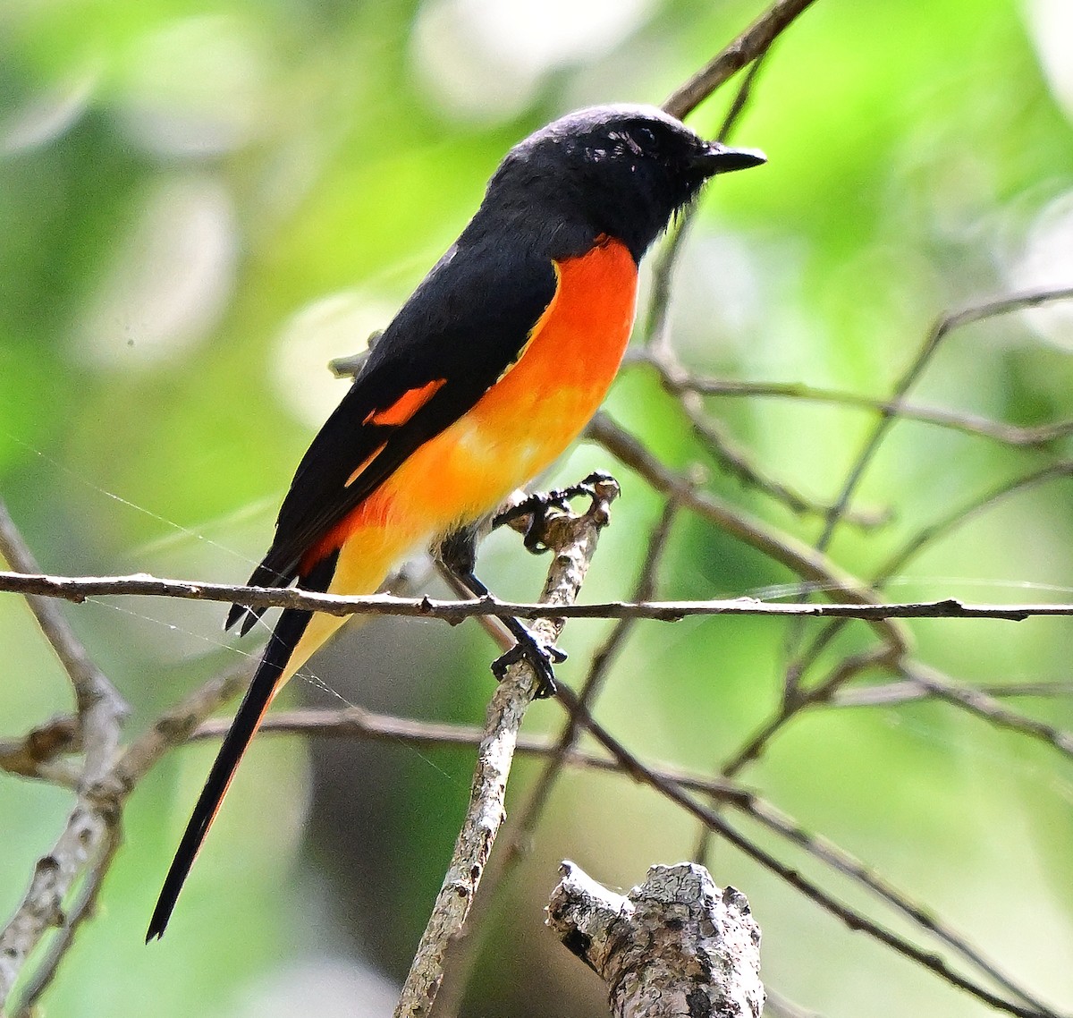 Zwergmennigvogel - ML644697637