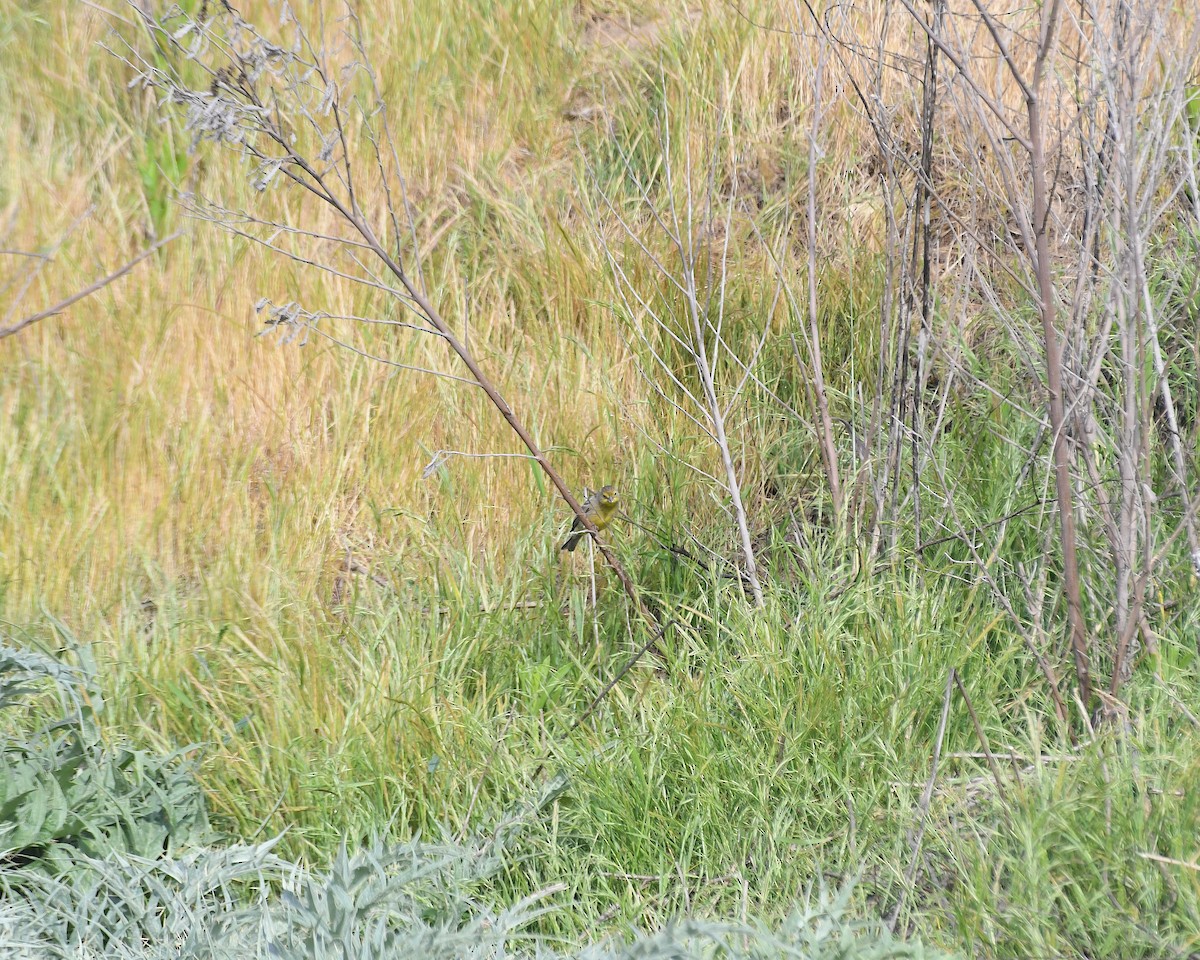 Kurzschnabel-Gilbtangare - ML644697639