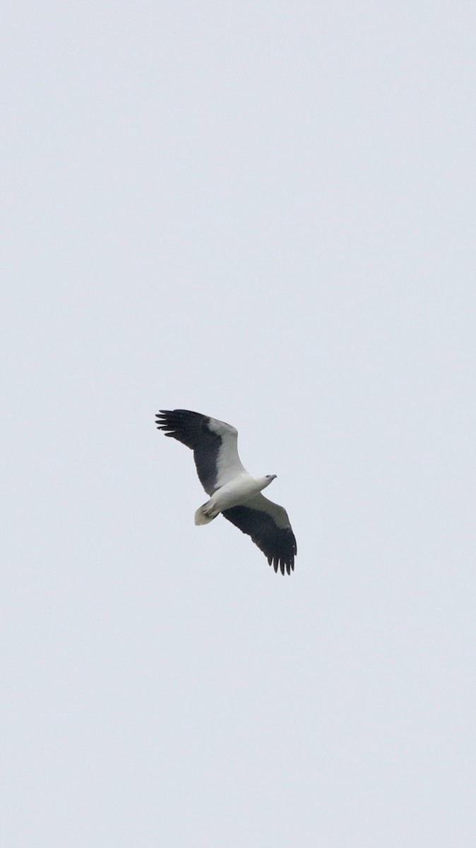 White-bellied Sea-Eagle - ML644697653