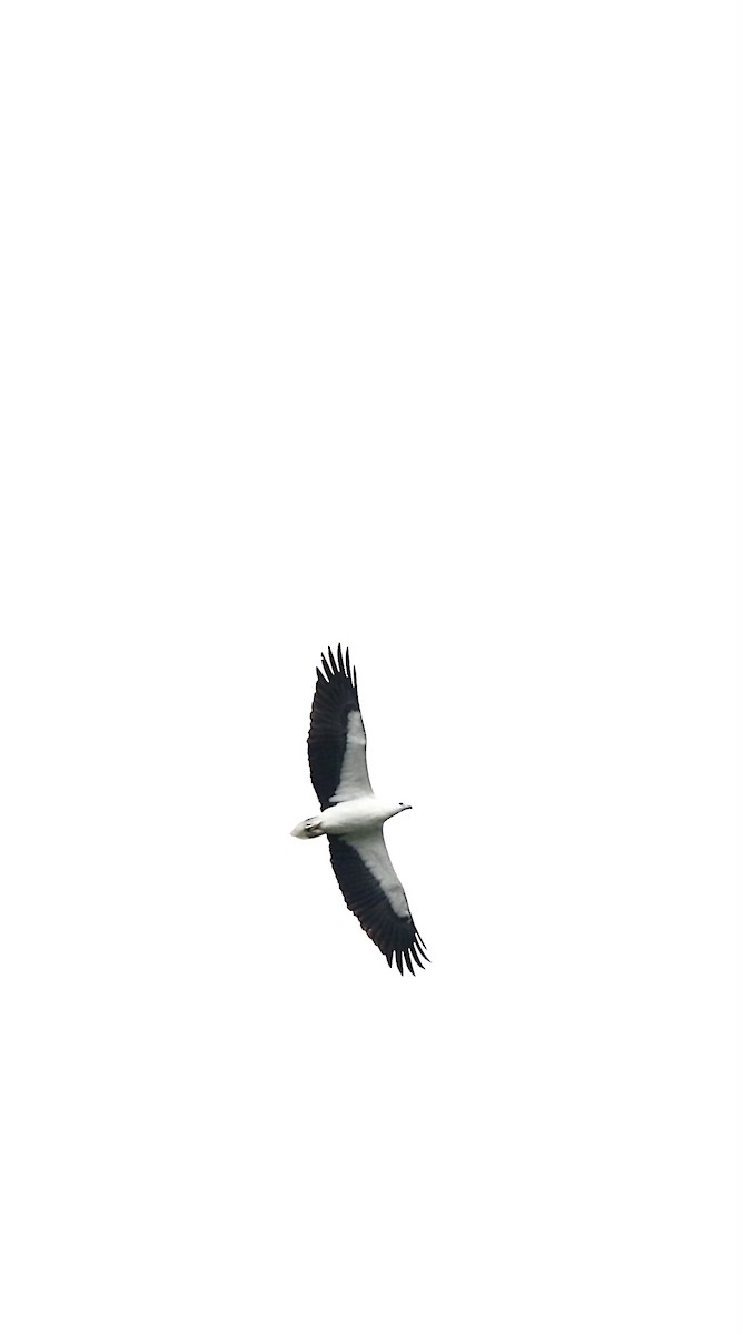 White-bellied Sea-Eagle - ML644697654
