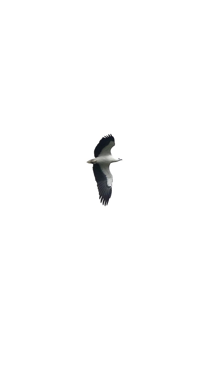 White-bellied Sea-Eagle - ML644697655