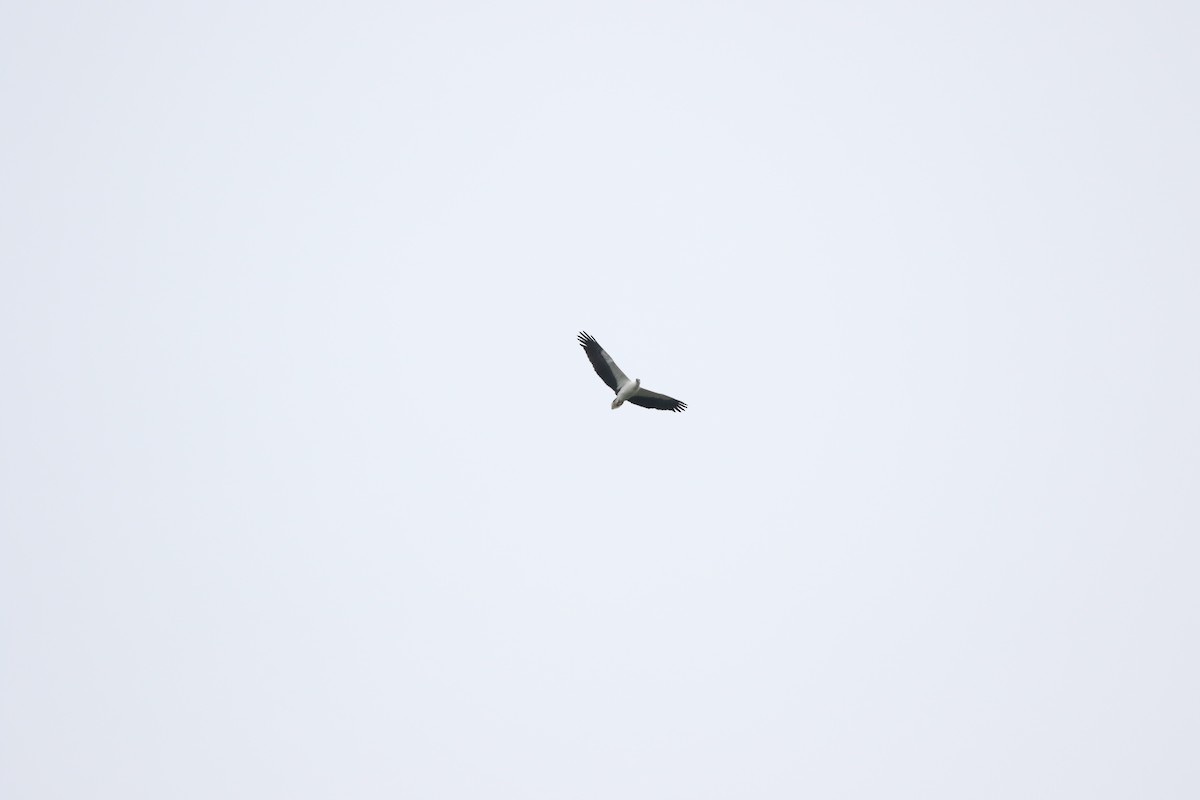 White-bellied Sea-Eagle - ML644697657