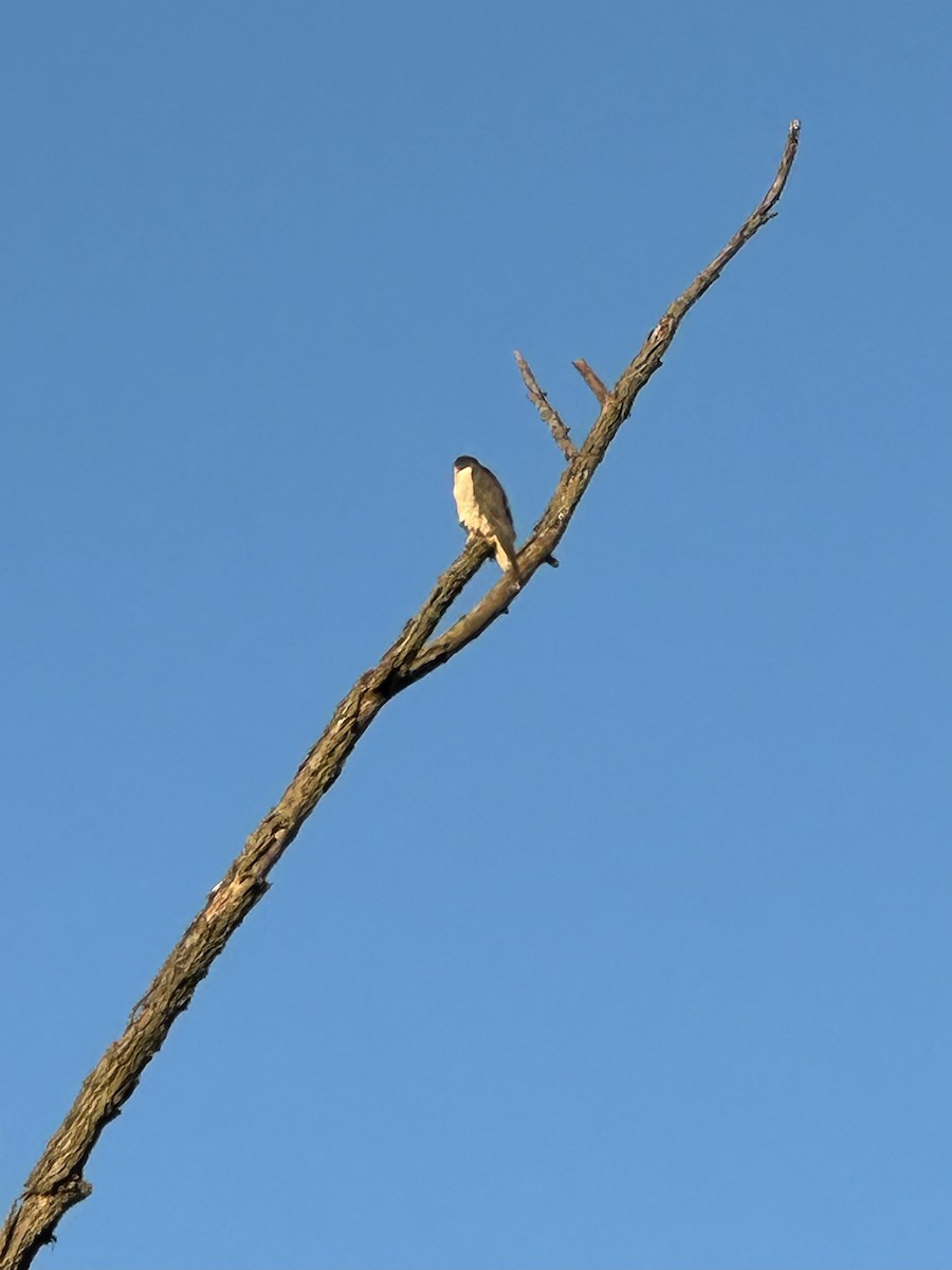 Эгэл шонхор - ML644697661