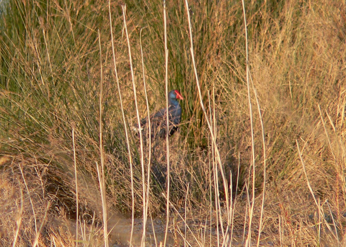 Western Swamphen - ML644697667