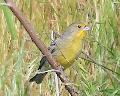 Kurzschnabel-Gilbtangare - ML644697668