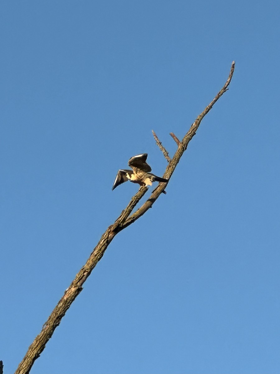 Эгэл шонхор - ML644697674