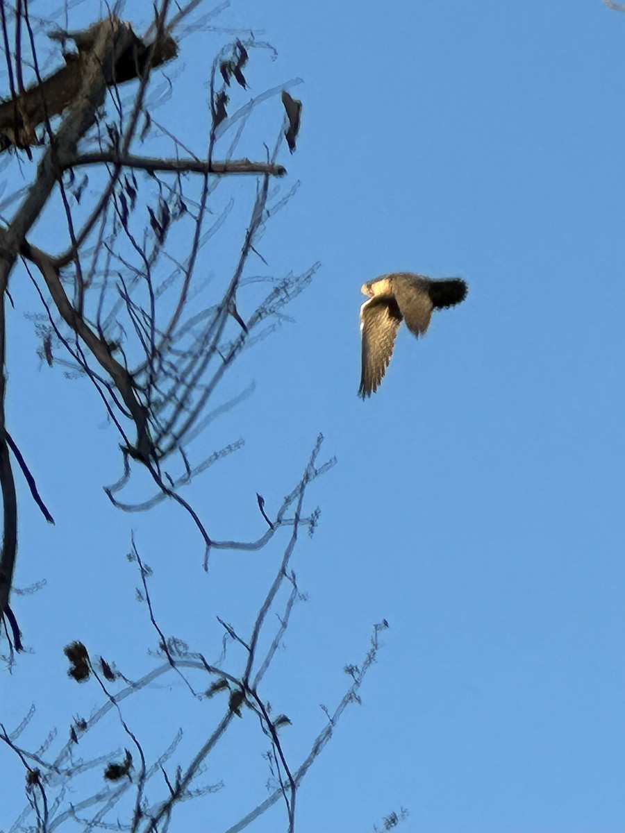 Эгэл шонхор - ML644697678