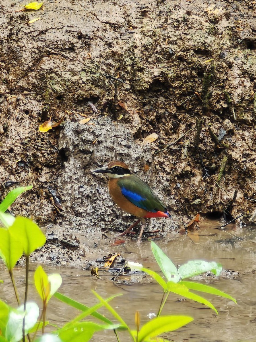 Mangrove Pitta - ML644697688