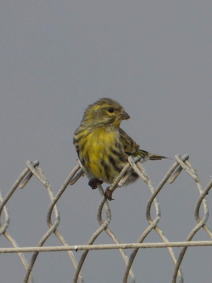 European Serin - ML644697701