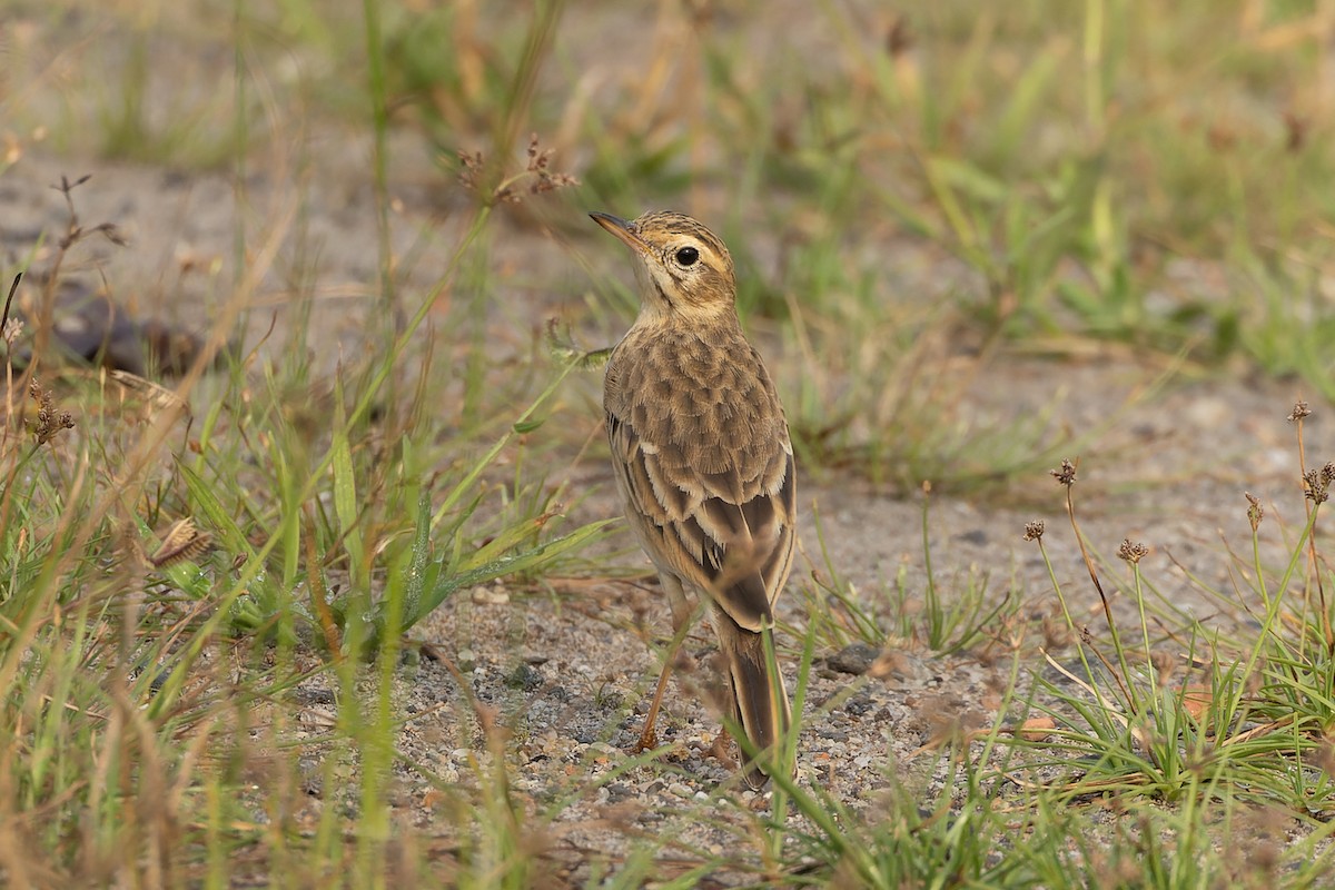 Paddyfield Pipit - ML644697704