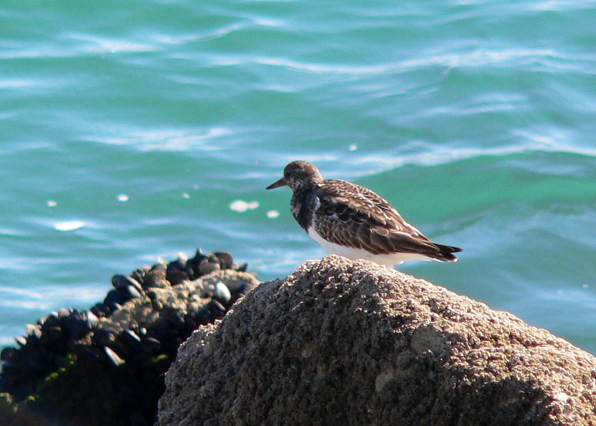 Ruddy Turnstone - ML644697717